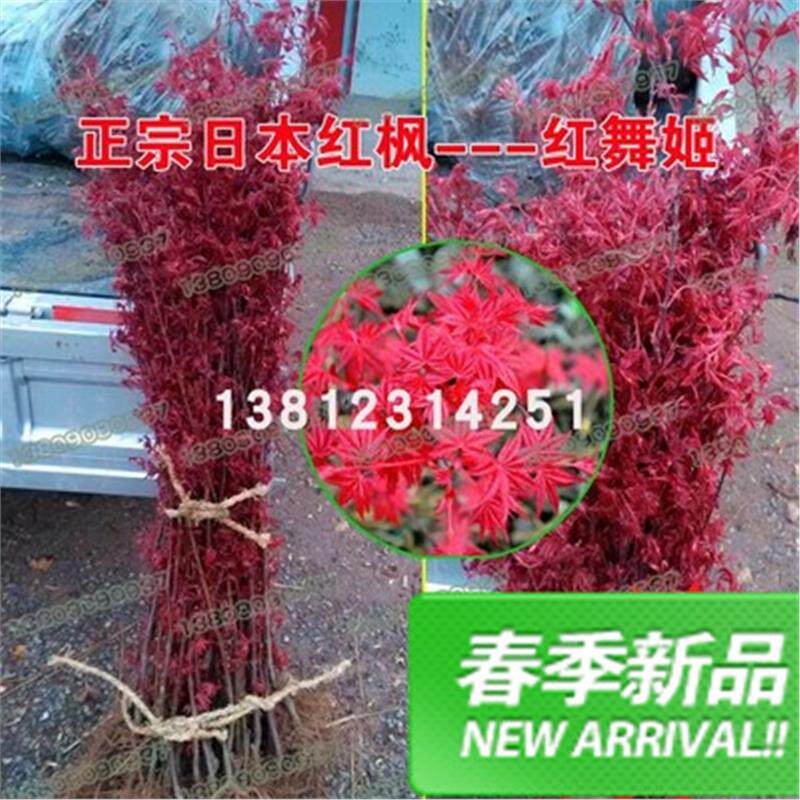 红枫树小苗红舞姬美国红枫日本红枫中国红枫盆栽地栽庭院绿化树木图片