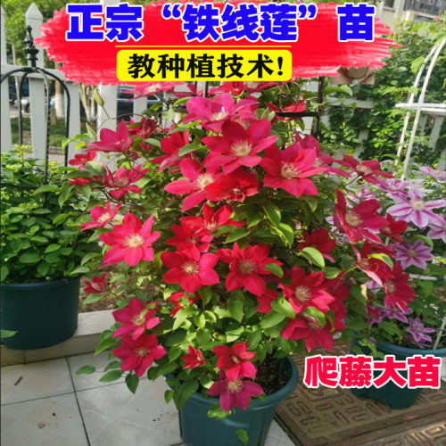 （2加仑）山东基地铁线莲大苗