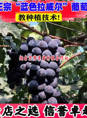 葡萄树苗蓝色拉威尔葡萄苗极早熟南北方种植盆栽地栽爬藤王特大