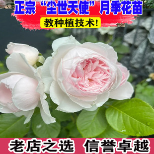 克里斯蒂娜公爵夫人浓香多头丰花月季花苗盆栽庭院阳台尘世天使