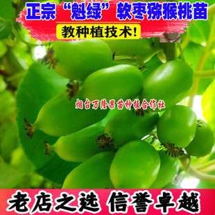 正宗魁绿软枣子猕猴桃苗绿心奇异莓树苗庭院盆地栽爬藤南北方种植