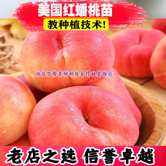 美国红蟠桃树苗黄金蟠桃苗巴西玫瑰蟠玉露蟠果苗南北方种植