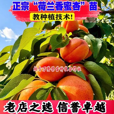 壮苗）山东基地特大荷兰香蜜杏苗