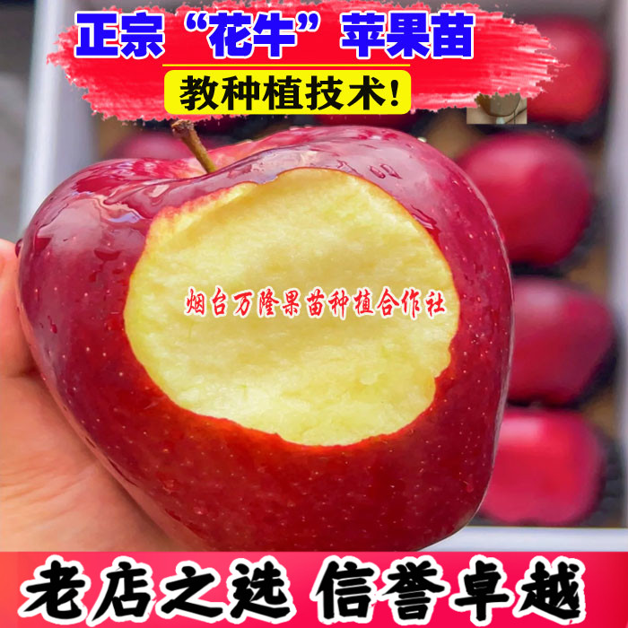 天水花牛苹果树苗特大粉面苹果