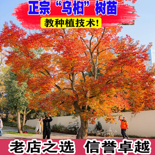 （壮苗）山东基地红叶乌桕树苗