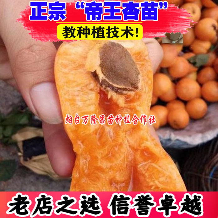 （壮苗）山东基地正宗帝王杏树苗