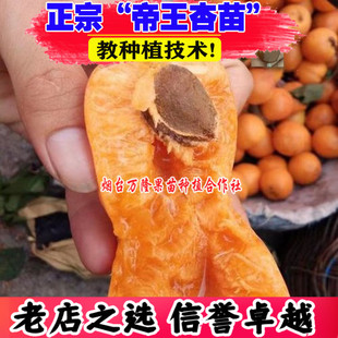 正宗帝王杏树果苗杏子苗南方北方种植盆栽地栽水果苗特大当年结果