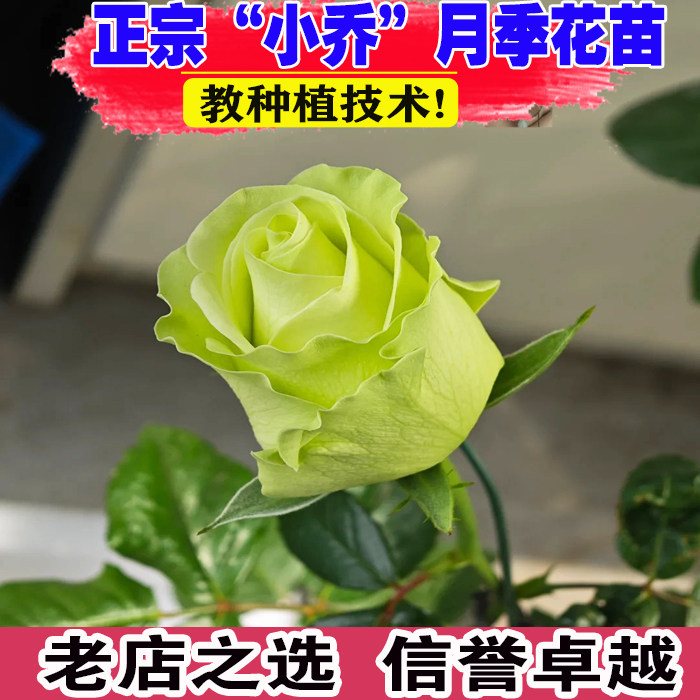 切花小乔 绿色渐变淡黄花朵月季花苗四季开别墅花卉玫瑰盆栽天狼