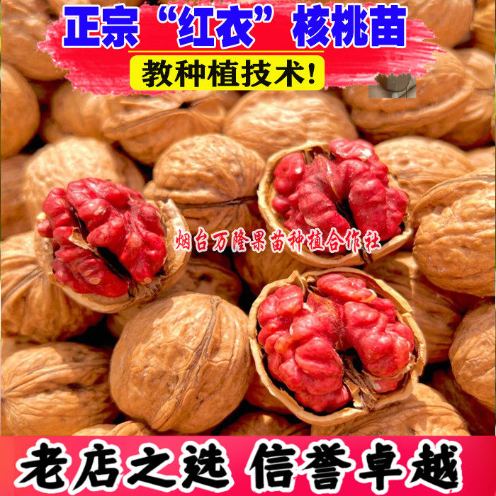 美国红衣核桃树苗红肉纸皮核桃