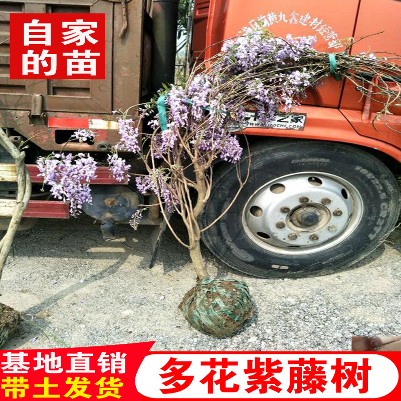 多花紫藤树苗凌霄花苗盆栽地栽攀援爬藤花卉植物南北方庭院紫藤萝图片