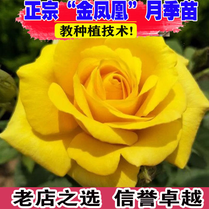 （壮苗）山东基地金凤凰大花月季图片