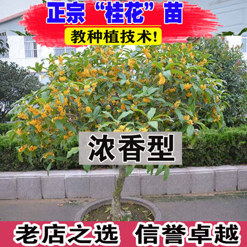 （壮苗）山东基地金桂丹桂花浓香