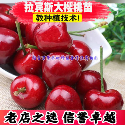 拉宾斯樱桃树苗烟台嫁接南方
