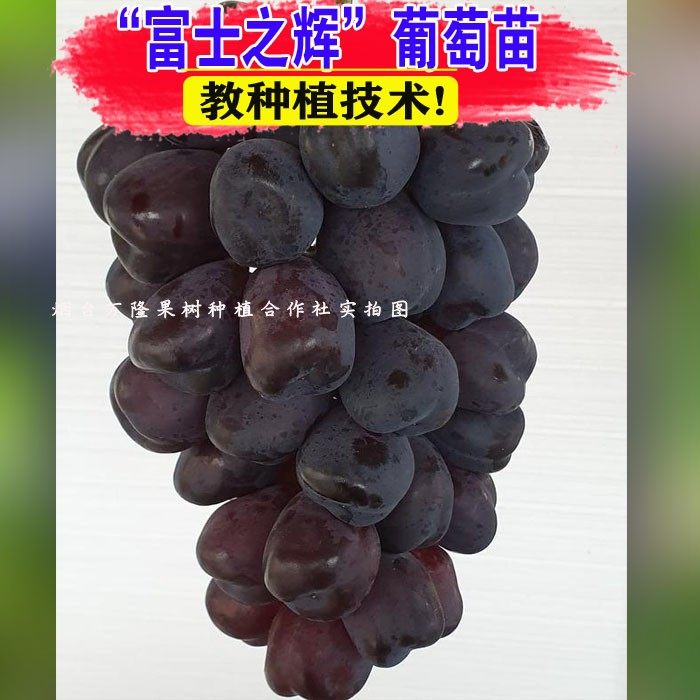 新品种富士之辉葡萄苗树特大嫁接阳光玫瑰葡萄苗阳台庭院当年结果