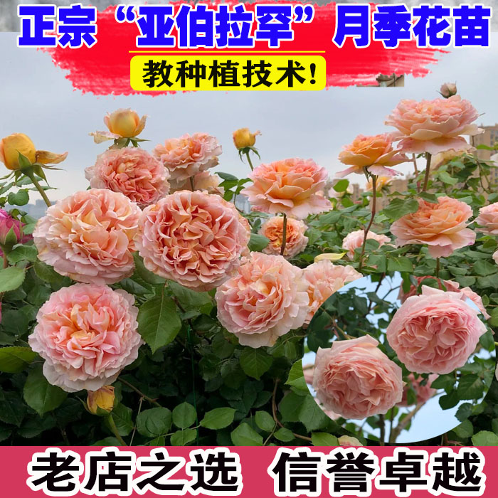 壮苗）山东基地亚伯拉罕大花浓香