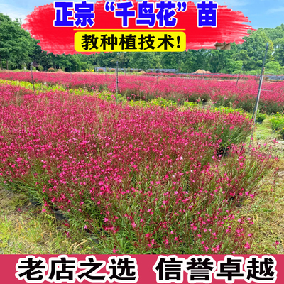 （壮苗）山东基地千鸟花苗多年生