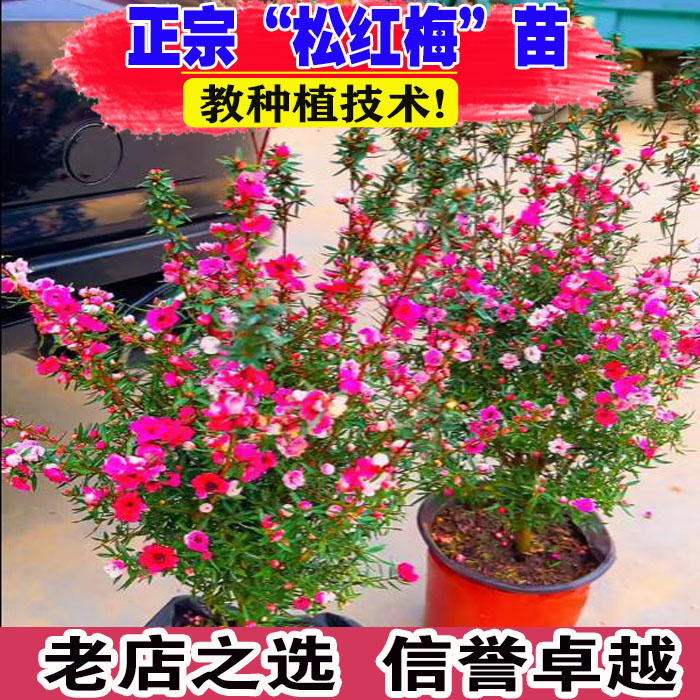壮苗）山东基地松红梅盆栽带花苞图片