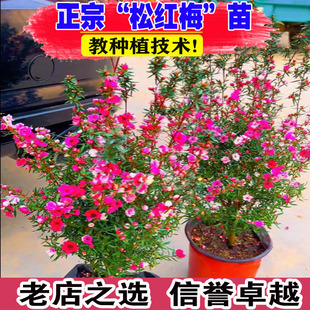 松红梅盆栽带花苞三色梅室内外阳台庭院四季好养浓香型鲜花卉植物