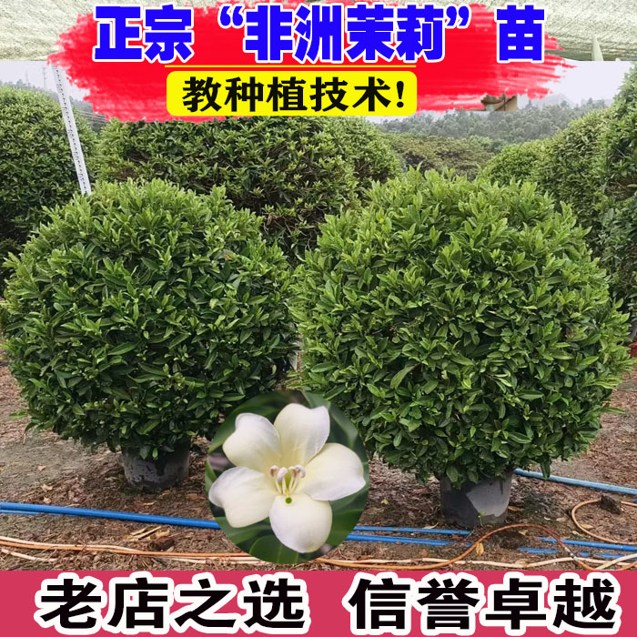 壮苗）山东基地非洲茉莉四季常青