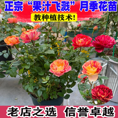 （壮苗）山东基地果汁飞溅月季花