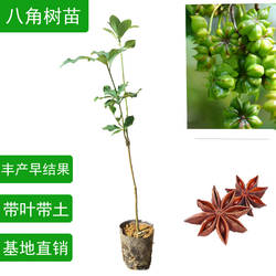 广西八角树苗嫁接八角苗食用茴香大料小苗大红八角苗带叶带泥发货