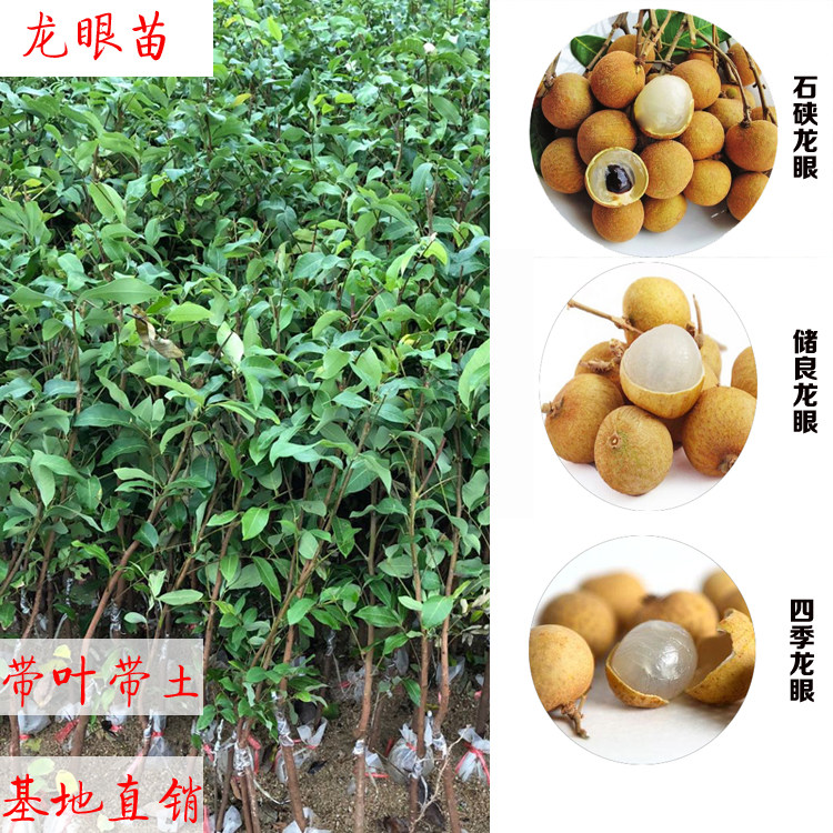石硖龙眼苗南北方种植当年结果
