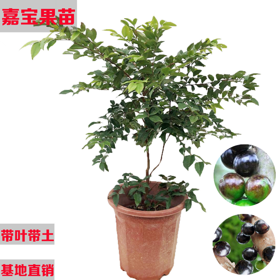 嘉宝果苗艾斯卡四季早生红妃果树苗沙巴树葡萄苗阳台庭院盆栽包邮