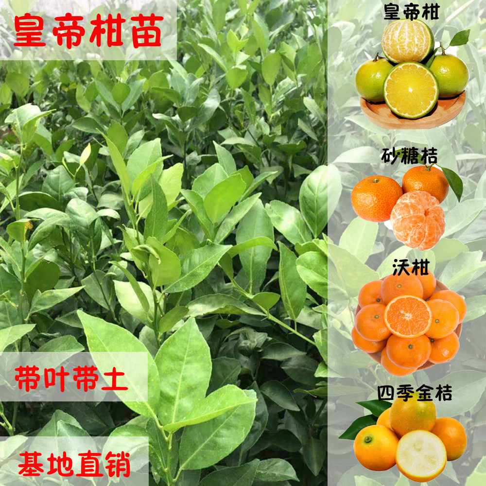 皇帝柑果树苗金葵砂糖桔苗四季金桔091无核沃柑苗盆地栽当年结果