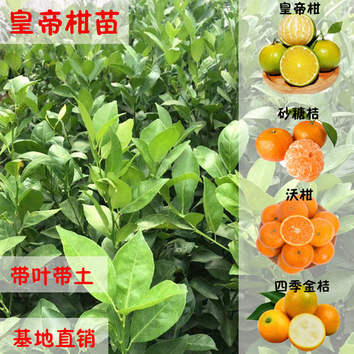 盆栽地栽嫁接无核柑橘苗
