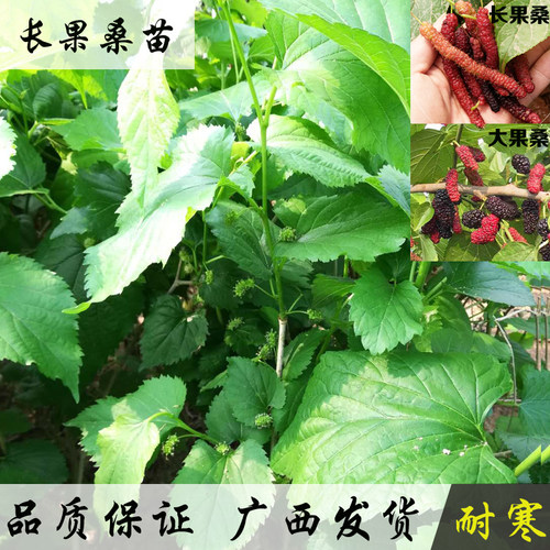 南北方棵种无籽长果大果桑桑葚苗
