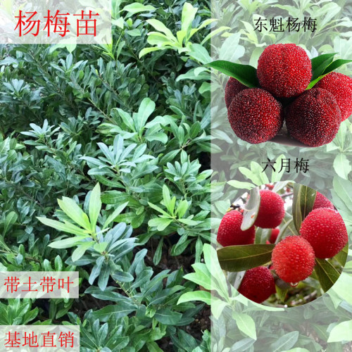 东魁杨梅果树苗早熟六月梅嫁接果