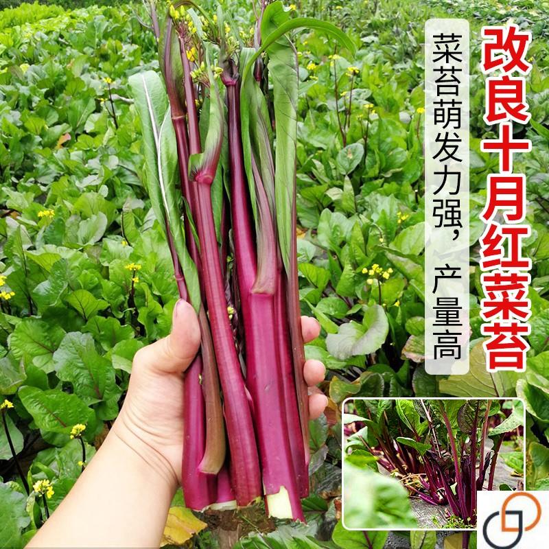 金秋红菜苔种子 改良十月红 速生菜苔红色蔬菜四季播菜苔菜心种籽