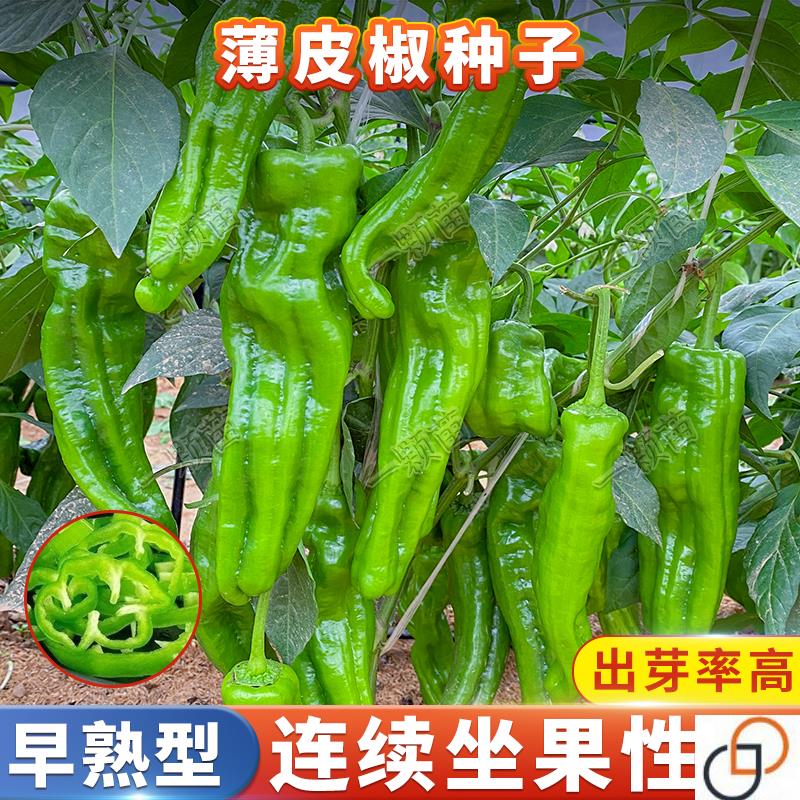 四季早熟薄皮辣椒种子孑高产青椒辣椒籽种皱皮辣椒种籽大全蔬菜种