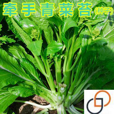 青菜苔种子广东菜薹四季播农家阳台盆栽青菜蔬菜种孑甜菜心菜种籽