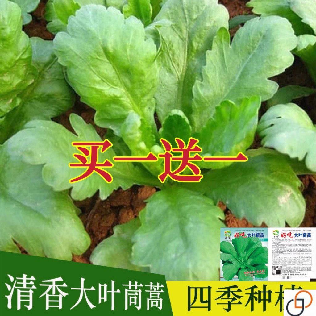 大叶茼蒿种子皇帝菜春夏秋四季盆栽大田青菜种籽茼蒿菜籽种孑大全
