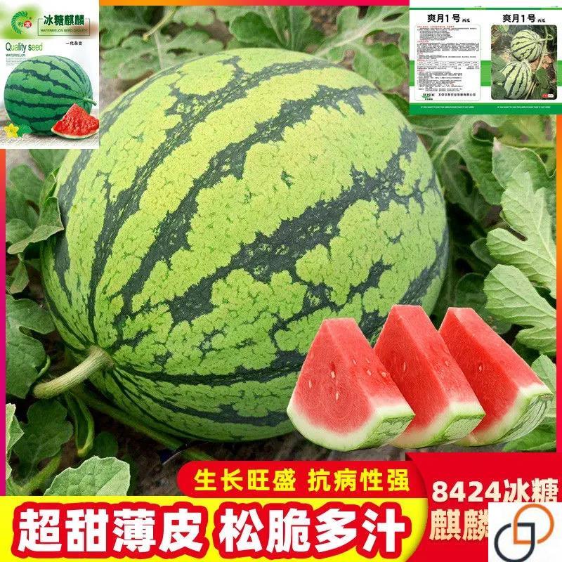 8424西瓜种子特大冰糖麒麟西瓜种籽高产巨型南方四季蔬菜水果种孑