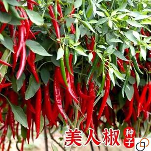 正宗摘不败美人椒种子大树红尖椒红辣椒种子特香辣四季盆栽菜种籽