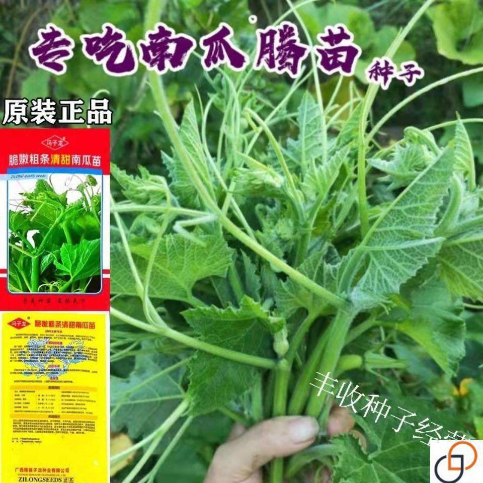 脆嫩粗条南瓜苗种子好吃南瓜尖蔬菜种子 专吃南瓜茎嫩叶藤瓜果种