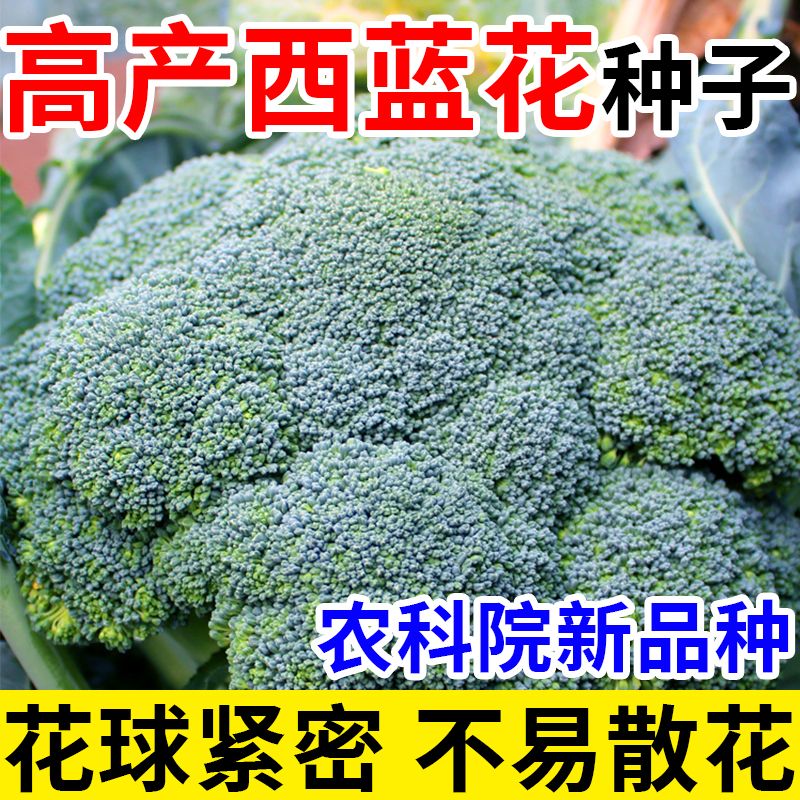 卉林水阁有机西蓝花种子四季播