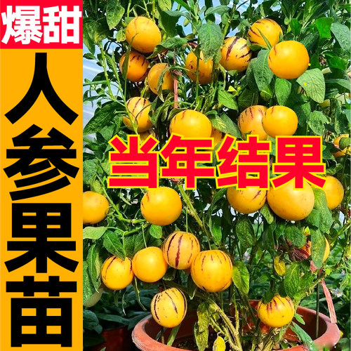 四季人参果苗带土球当年结果