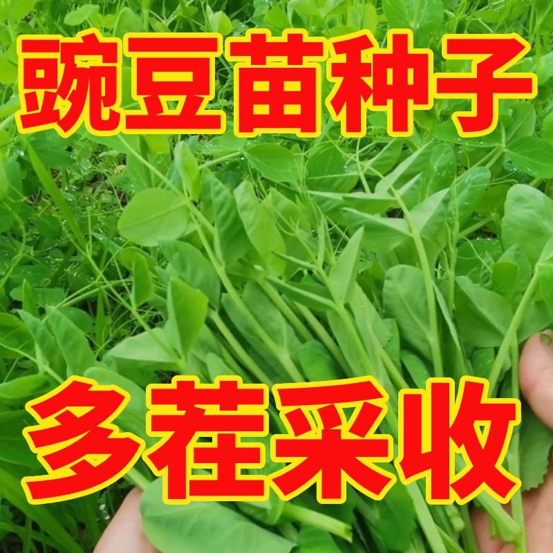 豌豆苗种子优质大小粒豌豆无土水培发豌豆尖芽苗菜种籽阳台四季