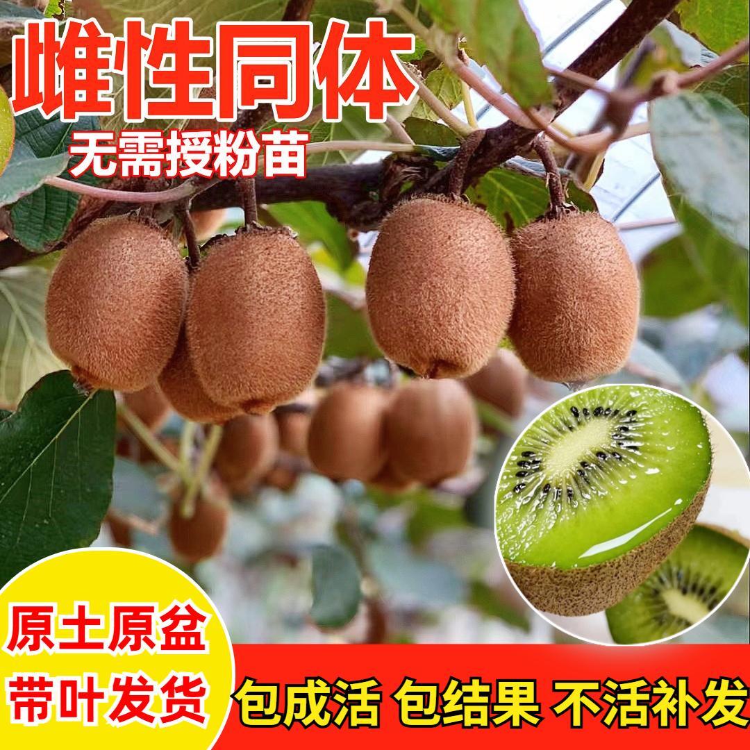 雌雄同体猕猴桃树苗红心猕猴桃果苗地载庭院南北种植