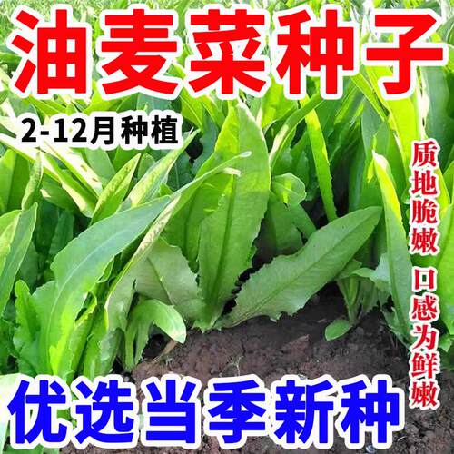【油麦菜种子】四季速生油麦菜菜耐寒耐热家庭阳台庭院红油麦菜