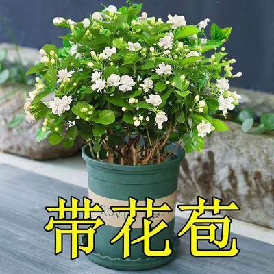 茉莉花盆栽带花苞花卉植物室内绿植栀子花九里香花苗浓香四季好养