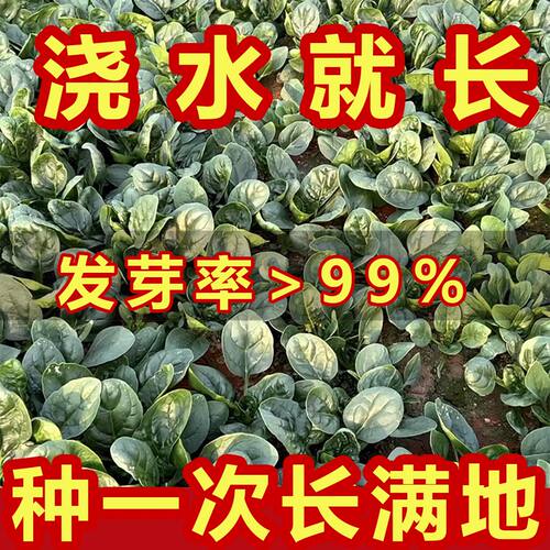 耐寒越冬红根趴地菠菜种子