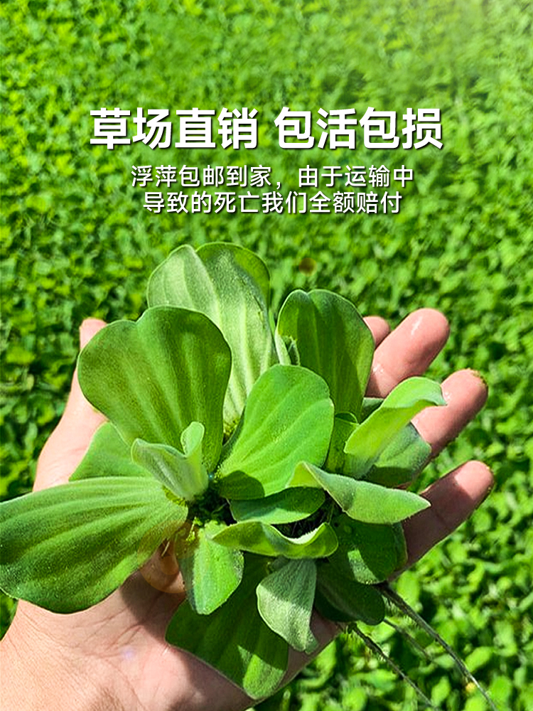 浮萍水草植物鱼缸一叶莲水葫芦和鱼共养水培植物水芙蓉圆心萍水上