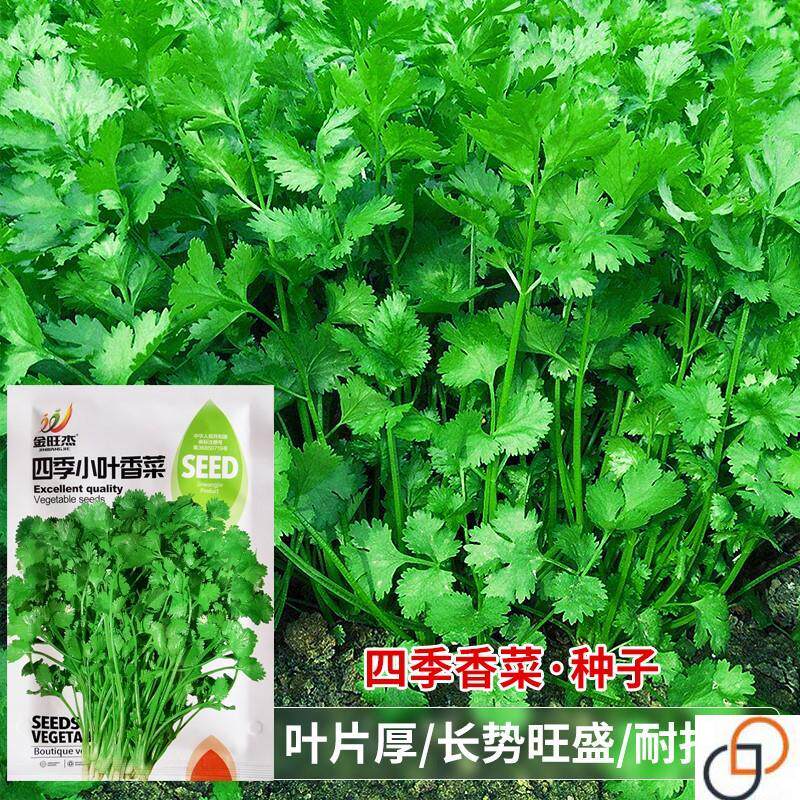 四季小叶香菜种子芫荽胡荽香荽种籽香味浓郁田园阳台盆栽蔬菜种孑