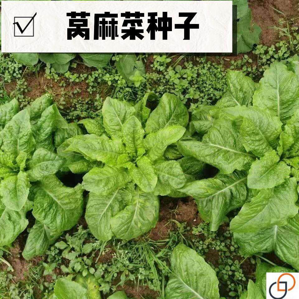 莴麻菜种子四季窝鸡菜种籽叶用莴苣曲麻菜种四川夏秋季生菜蔬菜籽
