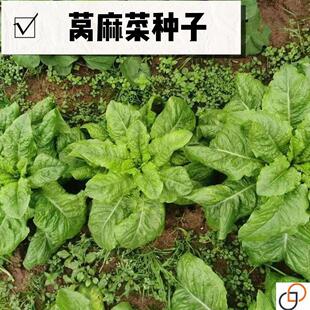 莴麻菜种子四季窝鸡菜种籽叶用莴苣曲麻菜种四川夏秋季生菜蔬菜籽