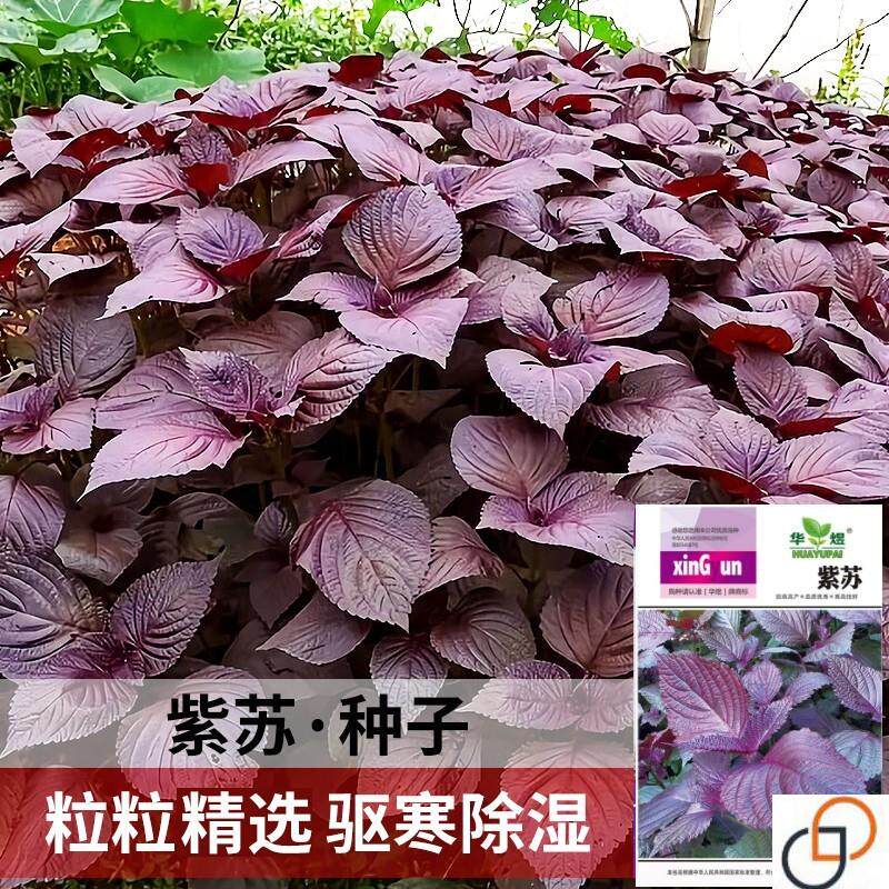紫苏种子紫苏叶种籽盆栽可食用一年四季种植紫苏子香味浓苏子叶籽